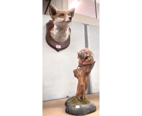 Taxidermy: a fox head mounted on shield plaque with glass eyes, and a Jay sitting on a branch.