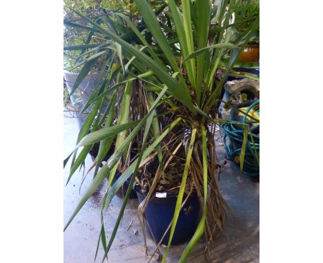 Blue glazed ceramic plant pot with a Yukka, H: 60 cm. Not available for in-house P&amp;P 