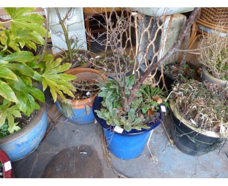 Four mixed ceramic garden pots. Not available for in-house P&amp;P 