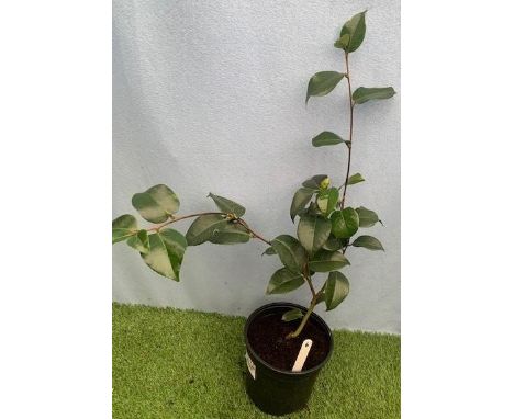 William Ruby Wedding Camelia. Not available for in-house P&amp;P 