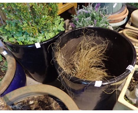 Two black glazed ceramic pots, one planted with Buxus. Not available for in-house P&amp;P 