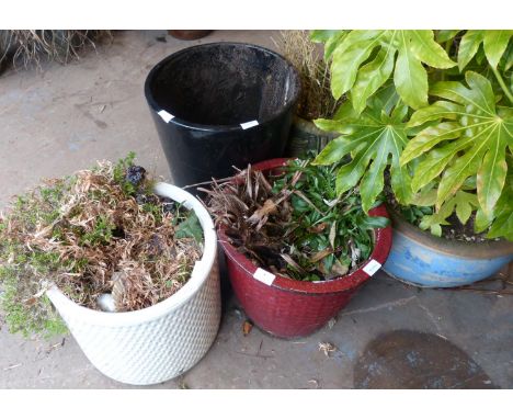 Three ceramic garden pots. Not available for in-house P&amp;P 