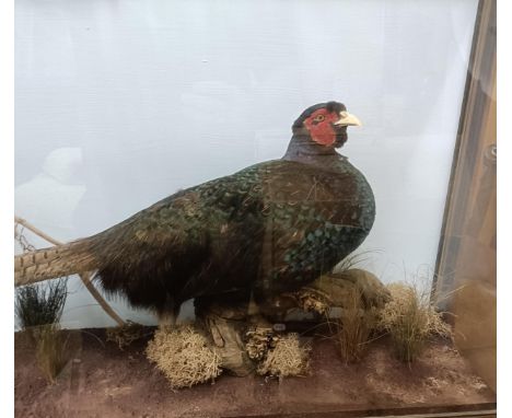 Taxidermy: A pheasant, in a glass case, 94 cm wide