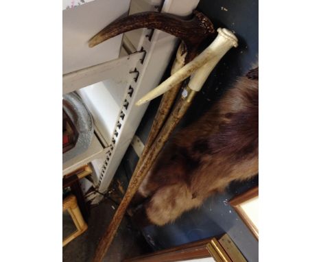 TWO HORN TOP SHEPHERDS CROOKS, L125CM  R