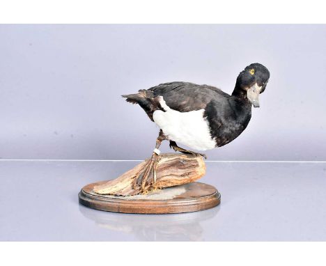 Taxidermy, Male Tufted Duck (Aythya Fuligula), mounted on oval base, 25cm H