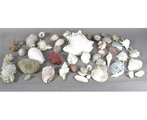 A large collection of World Shells and coral, to include, Murex, Cowrie, Turbo, Conch, Spider Conch, Abalone, and more, the l