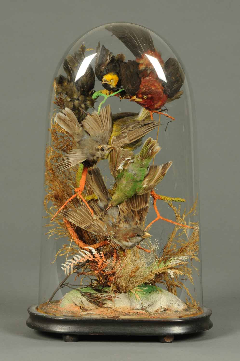 stuffed birds in glass case for sale