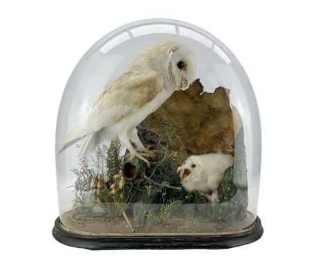Taxidermy: Victorian study of a Common Barn Owl (Tyto alba) and Owlet, full adult mount perched on a tree stump, a young chic
