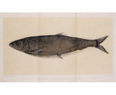 Fish &amp; Fisheries.- Mitchell (John M.) The Herring its natural history and national importance, first edition, half-title,