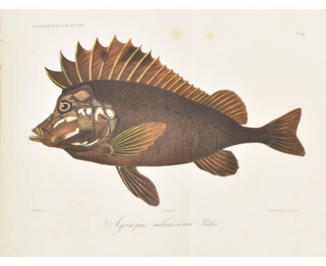 de l'île Maurice. Amst., C.G. van der Post, 1878. 1st ed. (1),(1 blank),23(1 blank) p. 3 chromolithogr. plates (1 fold.) by L