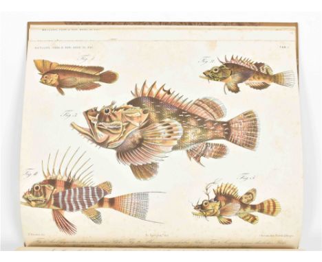 (1) Nalezingen op de ichthyologische fauna van Bengalen en Hindostan. Bataaia, Lange, 1853. 164,(24) p. 11 full-p. plates. La