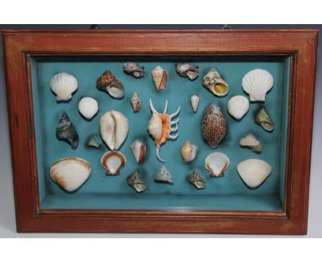 Natural History, Conchology - an arrangement of exotic seashells, the table-top display case 36.5cm x 52cm 