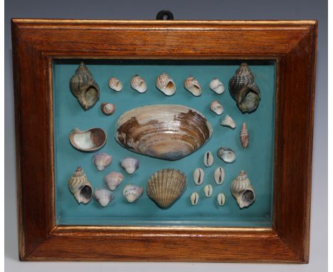 Natural History, Conchology - an arrangement of seashells, the table-top or wall mounted display case 27.5cm x 32.5cm 