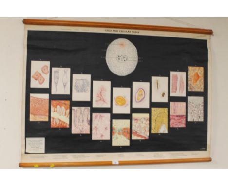 A VINTAGE ANATOMICAL WALL CHART 'CELLS AND CELLULAR TISSUE, SUPPLIED BY ADAM ROVILLY & CO', 81 cm x 118 cm 