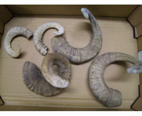 A collection of rams horns: suitable for walking stick handles 