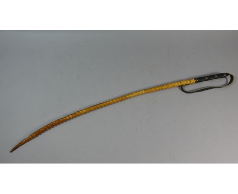 A Novelty Whip Formed from a Pig Penis, 62cm Long 