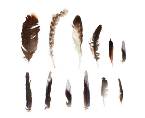A collection of feathers belonging to Dennis Hopper.Housed in a manila folder with pink shoestring-style closure.14 x 6 inche