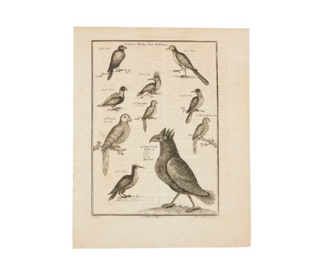 An antique print of birds (attribution c. 18th century) from the personal collection of Dennis Hopper.10 x 8 inchesPROVENANCE
