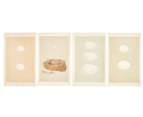 A group of four hand-colored prints of eggs (attribution&nbsp;c. 19th century) belonging to Dennis Hopper, including one depi