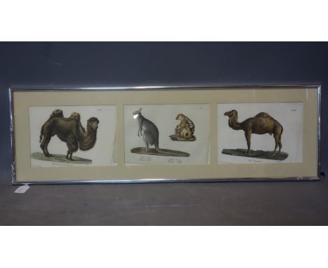 A 19th century German framed triptych hand-coloured prints of animals, to include Camel, Kangaroo, Phalanger and Dromedary, 2