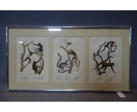 19th century German framed triptych hand-coloured prints of animals, to include Gibbons and Lemurs, 30 x 22cm each panel 