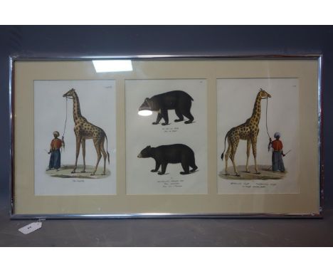 A 19th century German framed triptych hand-coloured prints of giraffes and bears, 30 x 22cm each panel 