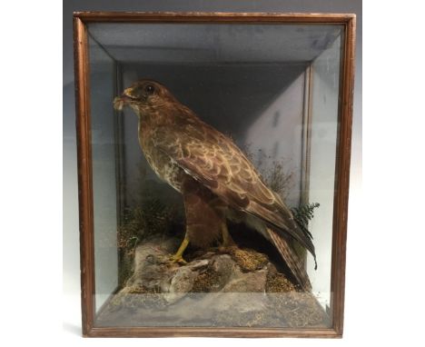 Taxidermy - a late Victorian/Edwardian buzzard, by E.F. Spicer & Sons, Birmingham, label, mounted on a rocky outcrop with its