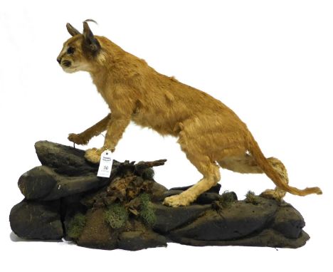 African Caracal (Caracal caracal), circa 1970,  full mount, in hunting pose, on faux rocks