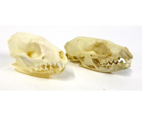 Genet (Genetta genetta), two male skulls, labelled Genet M, B Grade