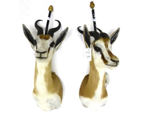 Thomson's Gazelle (Gazella thomsonii), pair of shoulder mounts as a wall lights, 58cm high (excluding light fitting)