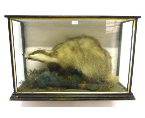 Badger (Meles meles), full mount, circa 1920, standing on a faux part tree trunk section amongst grasses and ferns, in a thre