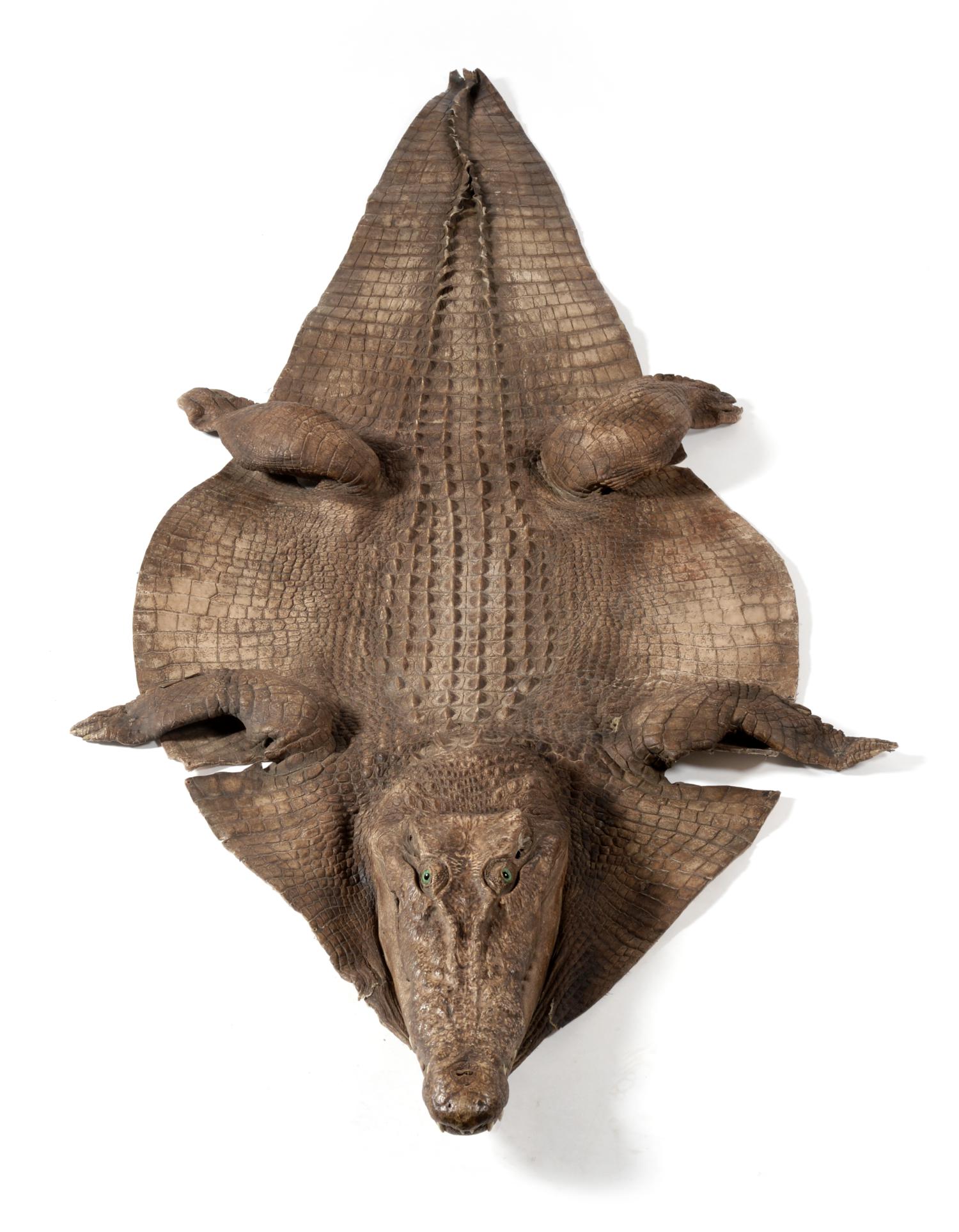 Nile Crocodile (Crocodylus niloticus), flat skin rug with head mount 