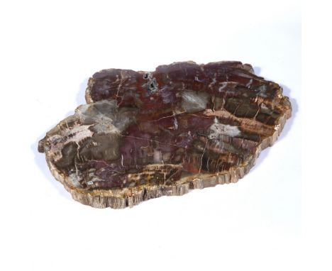 Fossil fragment from Madagascar, 35cm x 30cm approx.