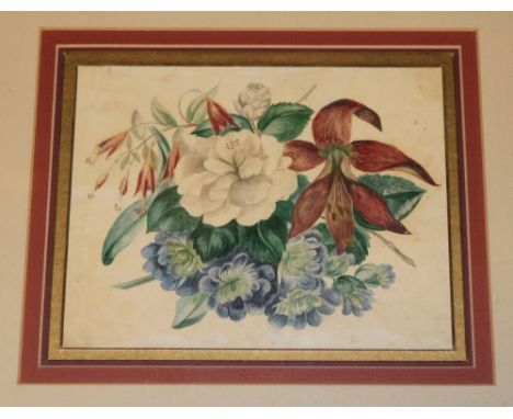 Artist unknown - watercolour Botanical study, 6" x 7½" 