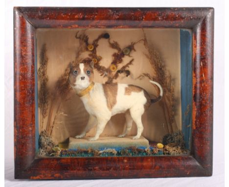 Taxidermy: a preserved miniature dog circa 1840, standing with the head turned to the left, white and tan coat, in original g