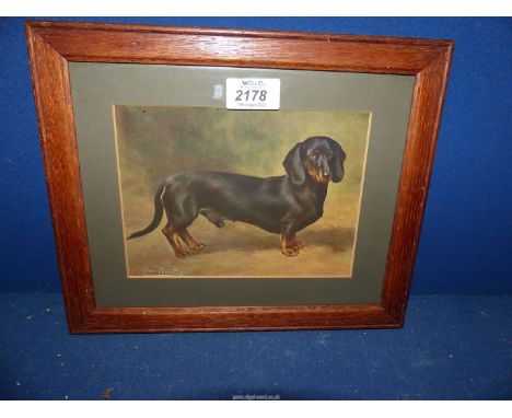 A small framed and mounted print 'The Dachshund Earl Satin' from the painting by Lilian Cheviot.