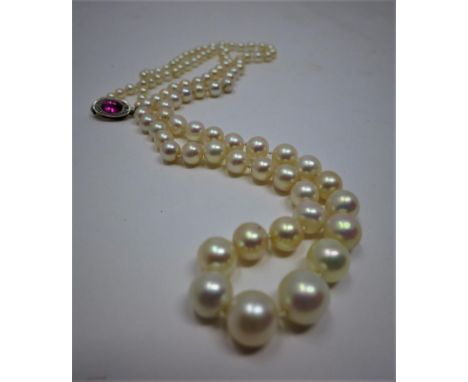 A fine strand of graduated cultured pearls with a creamy-pink hue to an 18ct yellow gold and cabochon ruby clasp, L: 54cm, 19