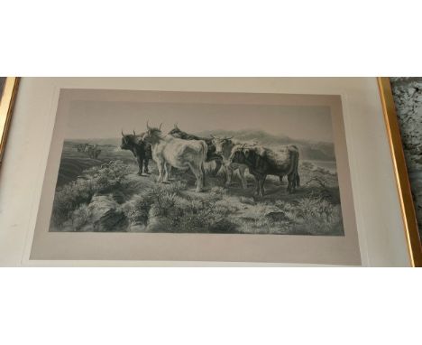 Antique Highland cow engraving print fitted with a gilt frame 