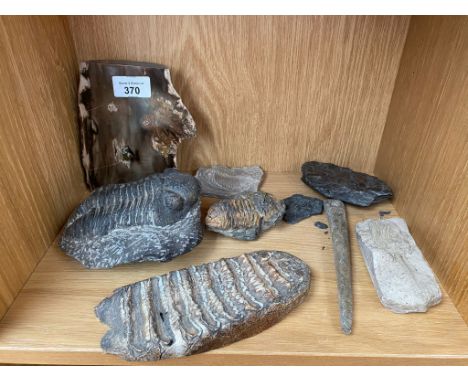 Shelf of fossils; fossilised wood section, Trilobite and Stegodon Molar fossil 