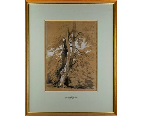 James Duffield Harding (1797-1863) Sketch with trees Pencil heightened with white chalk on paper Dimensions: (Framed) 23.25 i