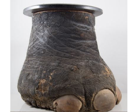 Taxidermy - Elephant foot table, wooden lining, 36cm high, top may be removed and used as a stick stand.