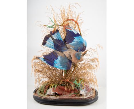 Taxidermy - Specimen Roller bird with turquoise and blue feathers in a glass dome with grasses, 50cm high.