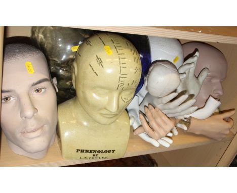A phrenology head, two glass heads, two mannequin heads and a quantity of model hands 