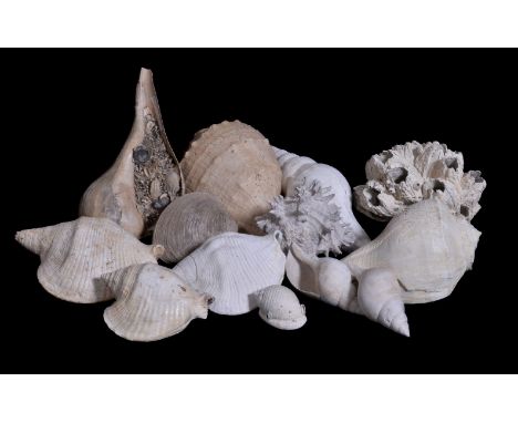 A collection of fossil seashells, Florida, Miocene period, circa 30 ~ 5 million years old, the longest 28cm, (13)