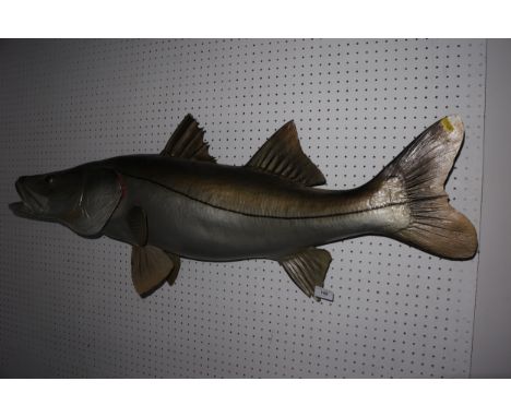 A composition model common snook fish, 39 1/2" long overall 