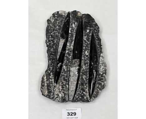 A Moroccan orthoceras fossil. 9" x 5" approx.