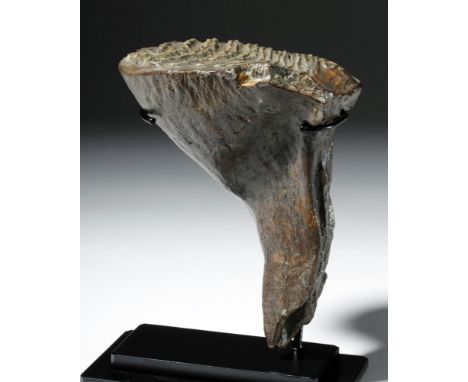 Ancient World, Pleistocene period, ca. 40,000 years ago to 5000 years ago. A fine large fossilized example of a mammoth tooth