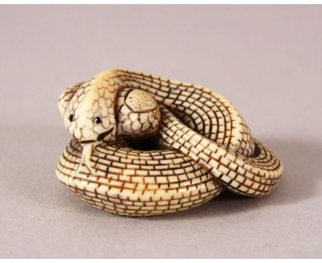 A JAPANESE MEIJI PERIOD CARVED IVORY NETSUKE OF A SNAKE - the snake coiled in to itself, 4cm `