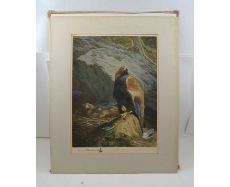 AFTER ARCHIBALD THORBURN "Birds of Prey", colour print, signed in pencil, 46cm x 34cm, mounted, gilt framed and glazed 