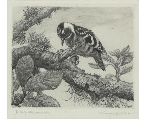 Winifed Austen (1876-1964).  Lesser Spotted Woodpecker. Etching. Signed and titled to the margin. Plate size 12.5 x 15cm. Con